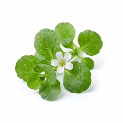 Brahmi
